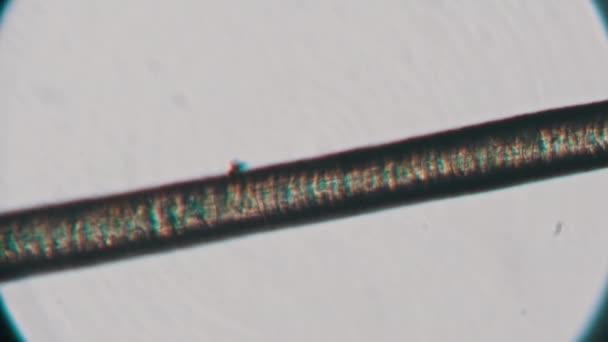 Cabelo Humano Único Sob Microscópio Microscopia Cabelo Humano Cabeça Visão — Vídeo de Stock