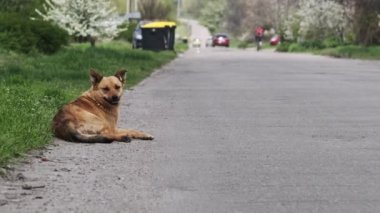 Asfalt yolda evsiz bir köpek yatıyor. Yalnız, üzgün, başıboş, soysuz bir köpek yan yolda yatıyor. Yaz günü dinlenen yalnız bir melez üzgün bir şekilde etrafına bakıyor. Kırsalda vahşi bir köpek.