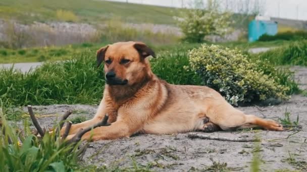Roztomilý Pes Bez Domova Ležící Zemi Jaře Zblízka Smutný Sám — Stock video