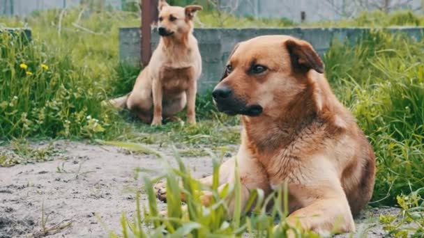 Dwa Bezdomne Psy Odpoczywające Ziemi Niestety Rozglądające Się Wiosną Zbliżenie — Wideo stockowe