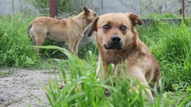 İki evsiz köpek yerde dinleniyor ve baharda ne yazık ki etrafa bakınıyorlar. Yakın plan. Yalnız üzgün, kızıl saçlı sokak köpekleri kırsal yolun kenarında yatıyordu. Yalnız melezler ağır çekimde