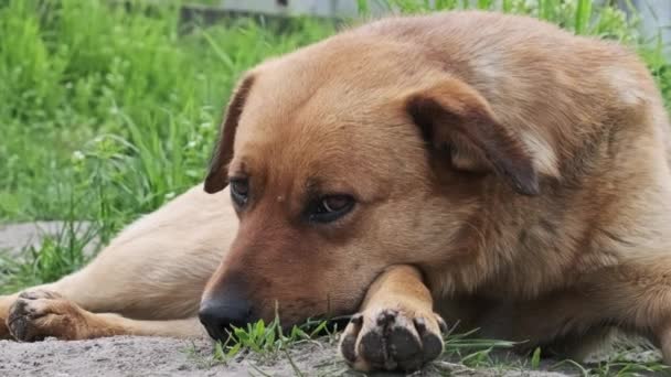 Cão Vadio Jaz Chão Primavera Close Triste Sozinho Cão Sem — Vídeo de Stock
