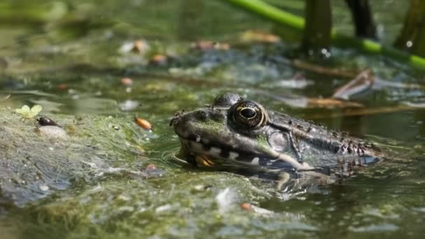Portrait Green Frog Sits Shore River Dalam Bahasa Inggris Mata — Stok Video