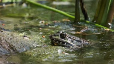Nehir kıyısındaki Yeşil Kurbağa Oturuyor 'un portresi, yakın plan. Büyük Komik Kurbağa gözleri, burun deliklerini karıştırır ve nefes alır. Kurbağa bekliyor. Pelophylax esculentus. Yaz güneşli bir gün