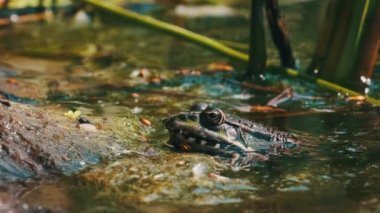 Nehir kıyısındaki Yeşil Kurbağa Oturuyor 'un portresi, yakın plan. Büyük Komik Kurbağa gözleri, burun deliklerini karıştırır ve nefes alır. Kurbağa bekliyor. Pelophylax esculentus. Yaz güneşli bir gün