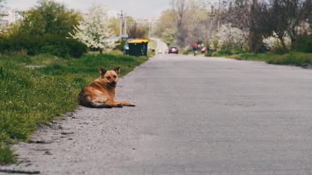野良犬はアスファルトの道路に横たわっている 道端に寝そべっている種のない悲しい赤髪のホームレスの犬 夏の日に休んでいる孤独なモングレールは悲しいことに周りに見えます 田舎の野良犬スローモーション — ストック動画