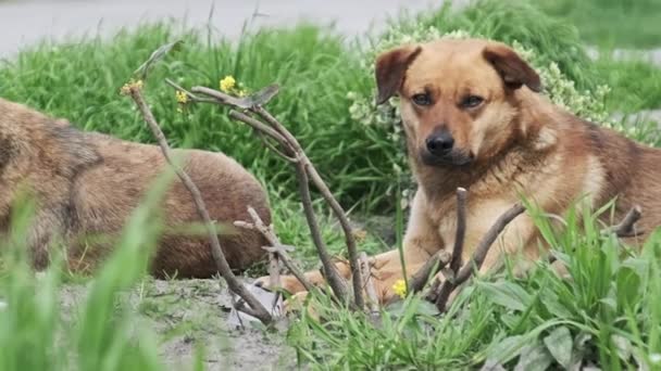 Dos Perros Callejeros Descansando Suelo Tristemente Mirando Alrededor Primavera Cerca — Vídeos de Stock
