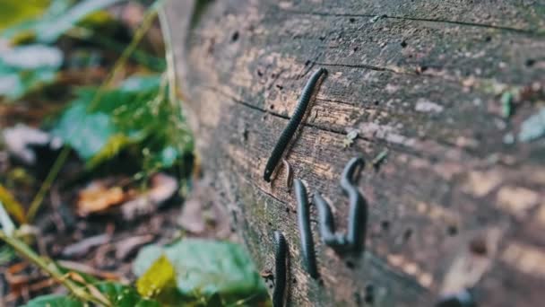 Milípedes Rastejam Sobre Velho Tronco Podre Acasalam Close Floresta Muitas — Vídeo de Stock