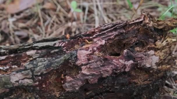 蚂蚁爬上了森林里一棵腐烂的倒下的树干 一群红杉蚂蚁爬在一棵腐烂的树上 靠得很近 乌克兰 — 图库视频影像