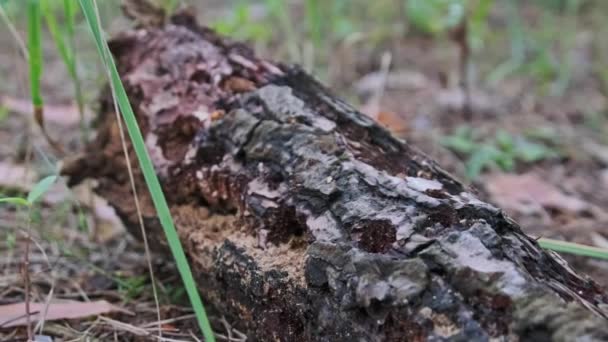 Ameisen Kriechen Auf Einem Morschen Umgestürzten Baumstamm Wald Eine Kolonie — Stockvideo
