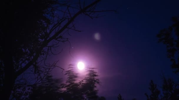 Telihold Van Éjszakában Fák Sziluettágain Halad Misztikus Fényes Hold Felemelkedik — Stock videók