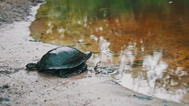 Pond Turtle Crawls Sand Dives River Close Slow Motion Bottom — Stock Video