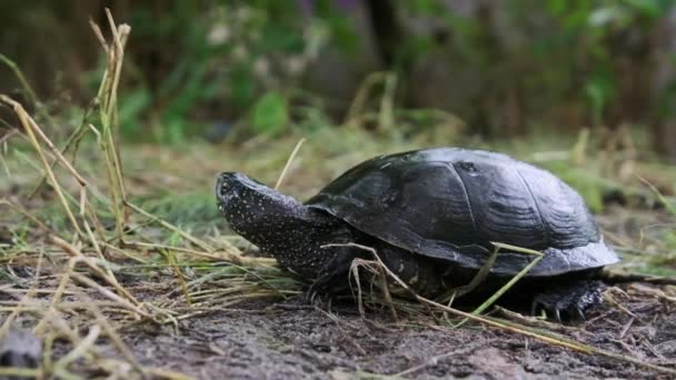 Die Flussschildkröte Liegt Der Nähe Des Flussufers Auf Dem Boden — Stockvideo
