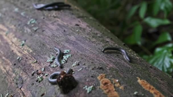 在木头爬行和交配特写上的猫科动物 许多千足虫在森林里爬过一根腐烂的旧圆木 野生动物生态 雨林地面 乌克兰 — 图库视频影像
