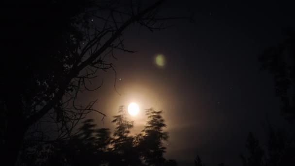 밤하늘에서 보름달의 랩스는 나무의 실루엣 가지를 이동합니다 신비로운 구름과 배경을 — 비디오