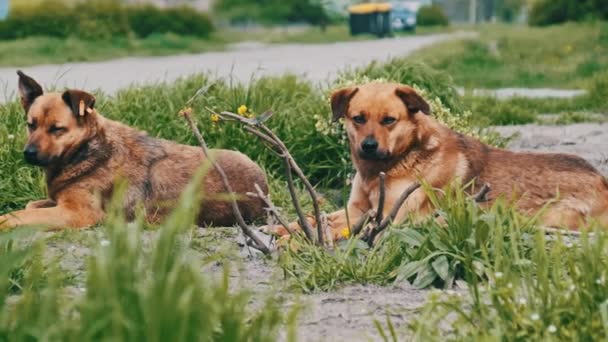 两只流浪狗躺在地上 在春天悲伤地环视四周 特写镜头 孤独地躺在乡间路上的红头发无家可归的野狗 在慢动作中寂寞的一群人 — 图库视频影像