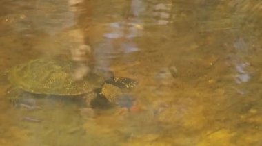 Gölet kaplumbağası nehirde su altında yiyecek arıyor. Nehir kaplumbağası sarı kumun üzerindeki gölette yüzer ve sürünür. Su yüzeyine bak. Avrupalı Emys orbicularis. Vahşi yaşam, yaz