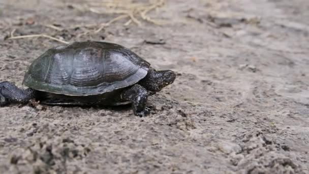 Flussschildkröte Kriecht Den Sand Entlang Richtung Fluss Nahaufnahme Zeitlupe Schlechter — Stockvideo