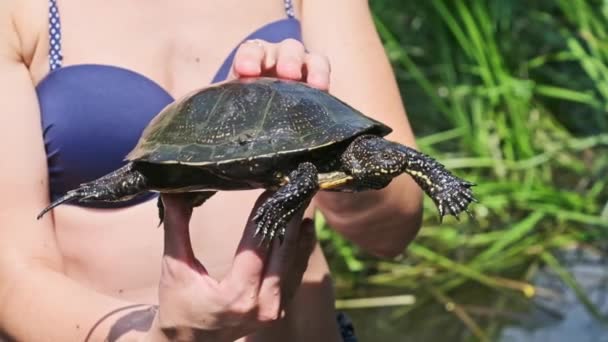 绿河背景下的海龟在雌性手中 一个女人抱着一只乌龟慢动作 欧洲池塘龟的滑稽动作是它的爪子和它的头突出 雌雄同体 — 图库视频影像
