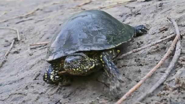 Europeiska Dammen Sköldpaddan Kryper Längs Sanden Mot Floden Närbild Slow — Stockvideo