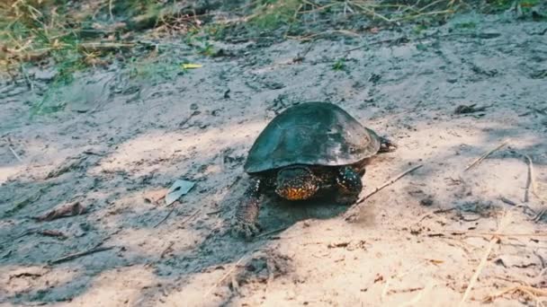 Flodsköldpaddan Kryper Längs Sanden Mot Floden Närbild Slow Motion Låg — Stockvideo