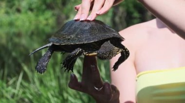 Nehir Kaplumbağası, yeşil nehrin arka planında kadınların elinde, yakın plan. Ağır çekimde kaplumbağa tutan bir kadın. Avrupa gölet kaplumbağası komik pençelerini hareket ettirir ve başını dışarı çıkarır. Emys orbicularis
