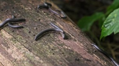 Kereste üstünde kırkayaklar ve yakın plan çiftleşmesi. Birçok kırkayak ormandaki çürümüş bir kütüğün üzerinde sürünüyor. Vahşi yaşam ekolojisi, yağmur ormanları, güneş ışığı. Ukrayna, Avrupa