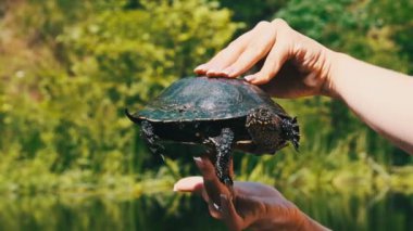 Nehir Kaplumbağası, yeşil nehrin arka planında kadınların elinde, yakın plan. Ağır çekimde kaplumbağa tutan bir kadın. Avrupa gölet kaplumbağası komik pençelerini hareket ettirir ve başını dışarı çıkarır. Emys orbicularis