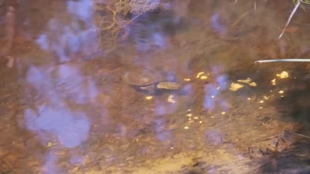 Прудовая Черепаха Ищет Пищу Водой Реке Речная Черепаха Плавает Ползает — стоковое видео