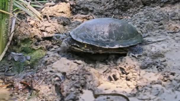 European Pond Turtle Crawls Sand River Close Slow Motion Bottom — Stock Video