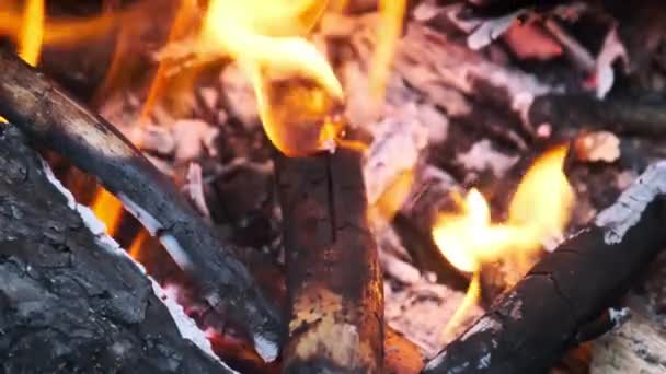 파이어는 저녁에 자연에서 슬로우 모션에서 클로즈업을 불타는 통나무와 야외와 소나무 — 비디오