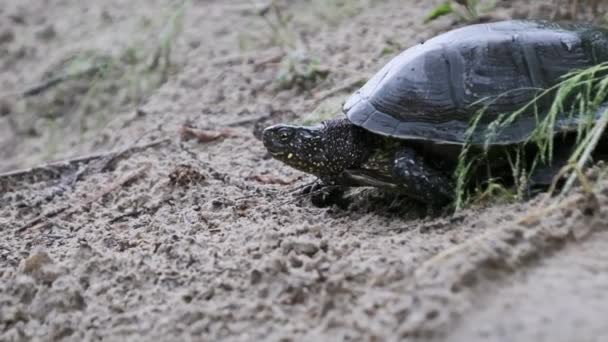 Die Europäische Teichschildkröte Kriecht Zeitlupe Sand Entlang Richtung Fluss Der — Stockvideo