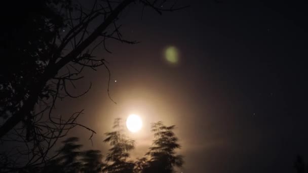 Volle Maan Aan Nachtelijke Hemel Beweegt Zich Door Silhouet Takken — Stockvideo