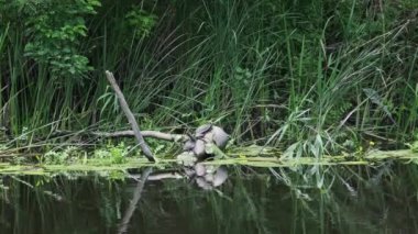 Nehir kütüğündeki kaplumbağalar. Birçok kaplumbağa, doğal ortamında nehir kıyısındaki ölü bir dalda güneşleniyor. Avrupa gölet kaplumbağası Emys orbicularis. Yaz, güneşli gün