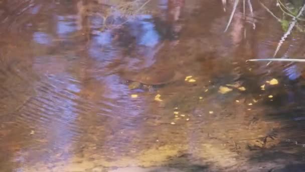 Pond Turtle Looking Food Underwater River River Turtle Swims Crawl — Stock Video