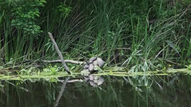 Skildpadder Flodstamme Masse Skildpadder Solbadning Død Gren Floden Kysten Naturlige – Stock-video