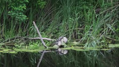 Nehir kütüğündeki kaplumbağalar. Birçok kaplumbağa, doğal ortamında nehir kıyısındaki ölü bir dalda güneşleniyor. Avrupa gölet kaplumbağası Emys orbicularis. Yaz, güneşli gün