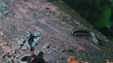 Kırkayaklar çürümüş bir kütüğün üzerinde sürünerek ormanda yakın plan çiftleşirler. Bir sürü kırkayak bir kütükte sürünüyor. Vahşi yaşam ekolojisi, yağmur ormanları, güneş ışığı. Ukrayna, Avrupa.