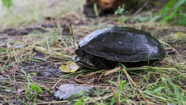 River Turtle Lies Ground Riverbank Close European Pond Turtle Emys — Stock Video
