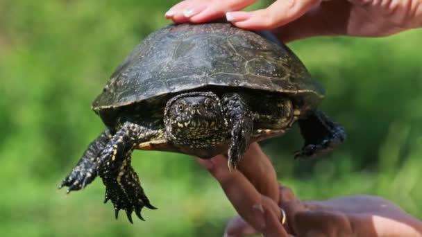 Kadın Green River Arka Planında Yakalanmış Bir Kaplumbağayı Elinde Tutuyor — Stok video
