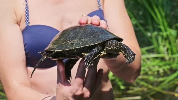 在绿河特写的背景下 女人手里拿着一只捕获的河龟 雌性臂弯中的乌龟 动作缓慢 欧洲池塘龟的爪子在动 头也伸出来了 雌雄同体 — 图库视频影像