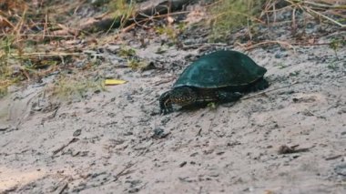 Avrupa gölet kaplumbağası kum boyunca sürünerek nehre doğru yaklaşır, yavaş çekimde. Bataklık kaplumbağası Emys Orbicularis 'in düşük görüntüsü güçlü pençeleri, pençeleri, yazın benekli kafası. Vahşi doğa..