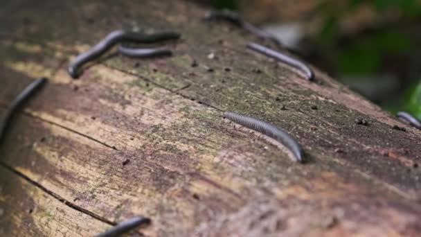 Les Centipèdes Rampent Accouplent Gros Plan Nombreux Millipèdes Rampent Sur — Video