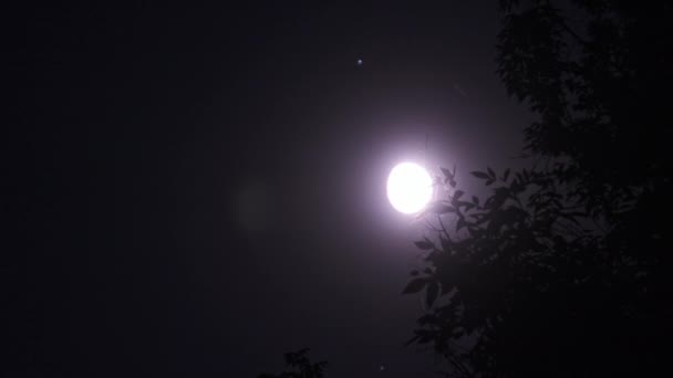 Pełnia Księżyca Nocnym Niebie Porusza Się Przez Sylwetkę Gałęzi Drzew — Wideo stockowe