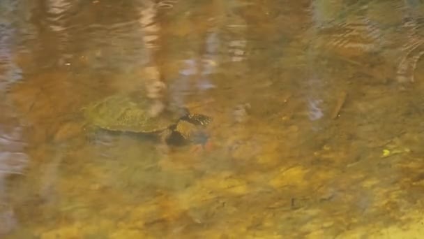 池塘龟在河里寻找水下食物 河龟在黄沙之上的池塘底部游泳和爬行 纵观水面 欧洲艾美奖的球状花环野生动物 — 图库视频影像
