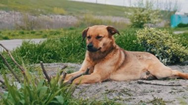 Baharda yerde yatan evsiz, sevimli köpek, yakın plan. Kederli, kızıl saçlı, başıboş, kırsal yolda çiftleşmeyen bir köpek. Yalnız melez, ne yazık ki etrafına bakıyor. Yavaş Hareket