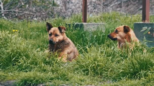 2匹の野良犬が地面に残り 悲しいことに春には クローズアップを見ています 田舎道の外に寝そべっている赤毛のホームレスの犬だけが悲しい ゆっくりとした動きの中で — ストック動画
