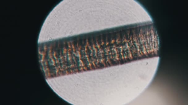 Cabello Humano Bajo Microscopio Microscopia Solo Cabello Humano Cabeza Vista — Vídeo de stock