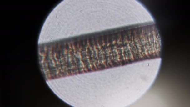 Mikroskop Altında Insan Saçı Kafadaki Tek Bir Saç Telinin Mikroskopisi — Stok video