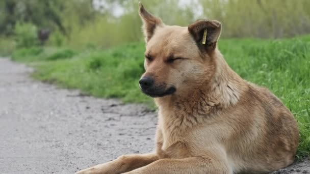 Zbłąkany Pies Leży Przy Asfaltowej Drodze Smutny Rudowłosy Bezdomny Pies — Wideo stockowe
